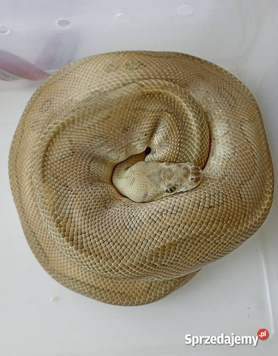 Pytony królewskie Warszawa