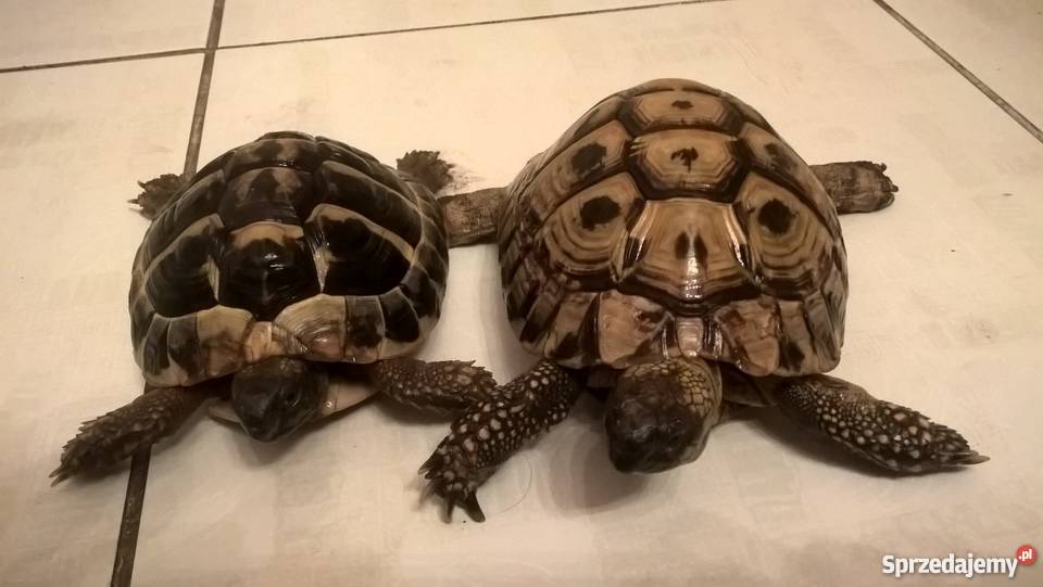 sprzedam żółwia greckiego Łódź