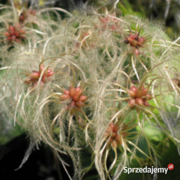 POWOJNIK PNĄCY Clematis vitalba NASIONA 10000 kujawsko-pomorskie Lubanie sprzedam