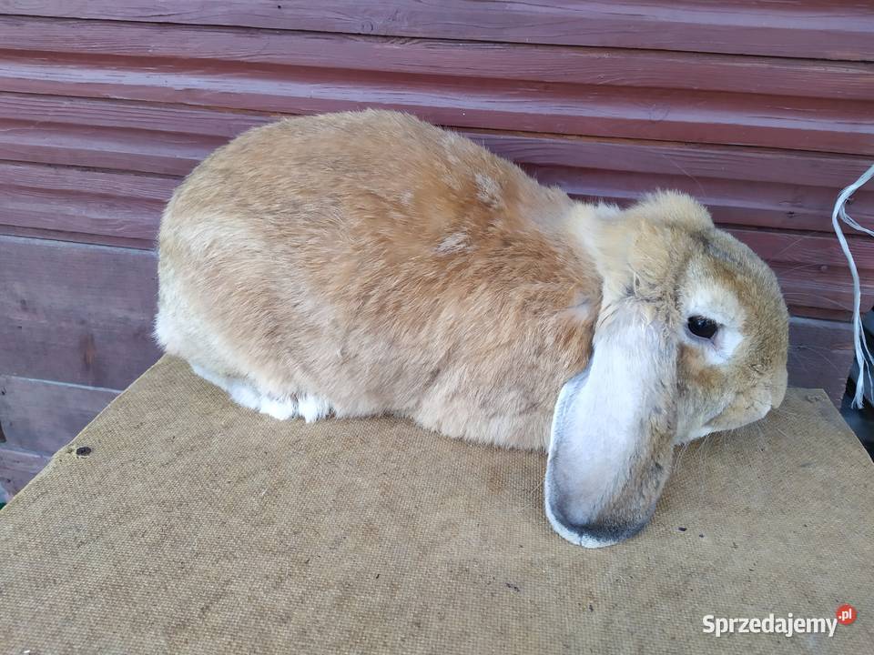 Królik Baran Francuski Olesno sprzedam