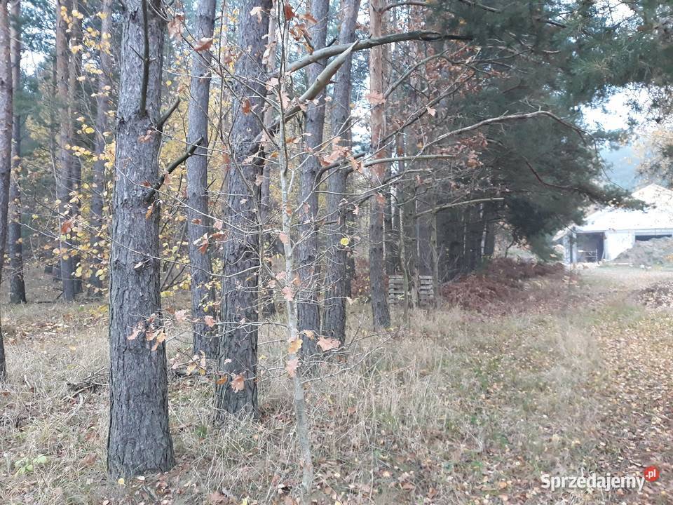 Działka z warunkam zabudowy Sowlany 2900m2 2900m2
