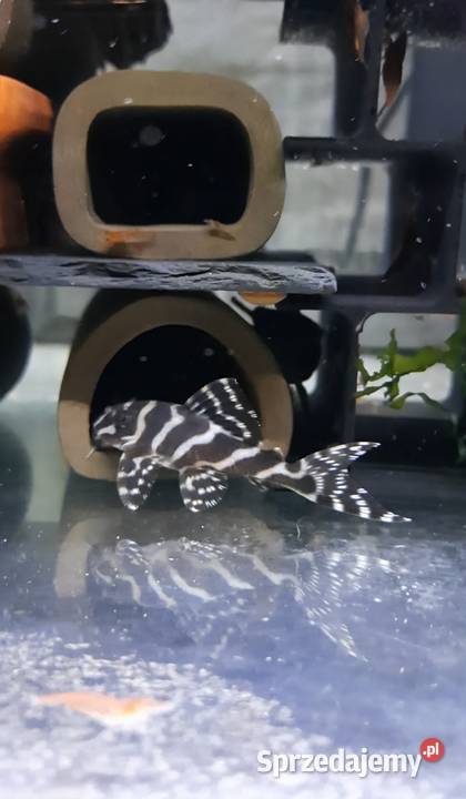 Hypancistrus L173 zbrojnik glonojad Białystok