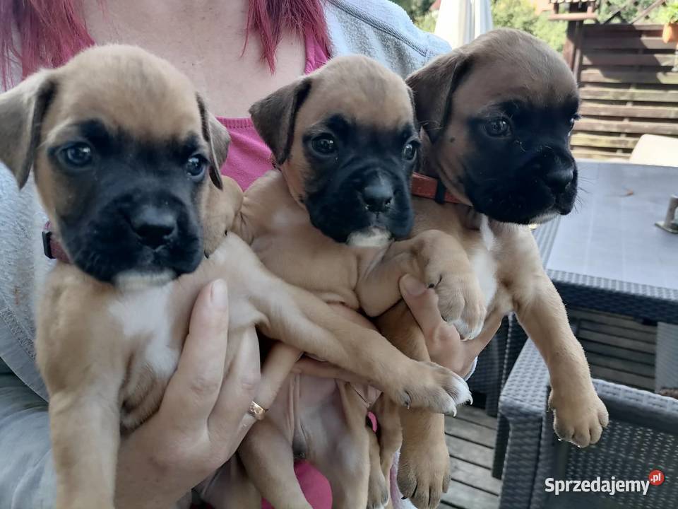 Bokser szczenięta Żukowo