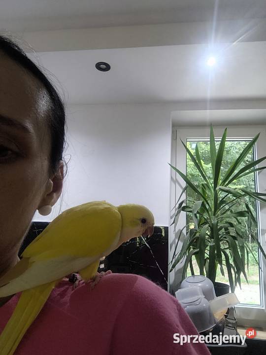 Mnicha nizinna ręcznie karmioną Ulanica