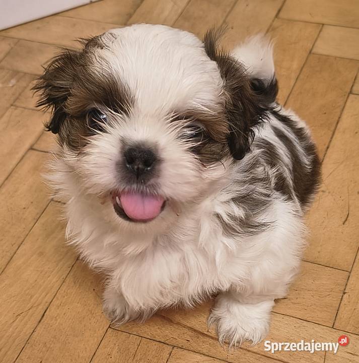 Szczenięta shih tzu z rodowodem Zwoleń
