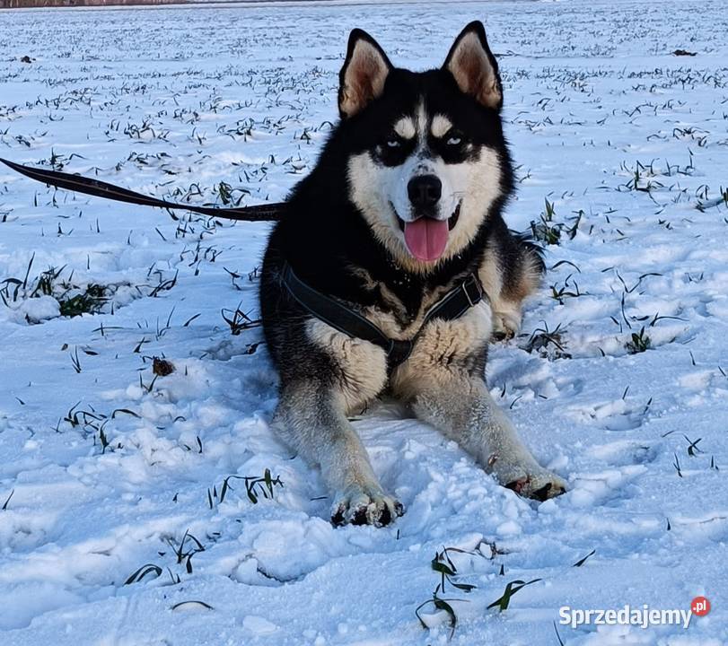 Szczeniaczki Siberian husky z elitarnym łódzkie Krośniewice