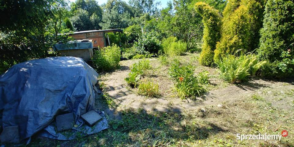 SZOMBIERKI Jedność Robotnicza ROD Sprzedam Grunty i działki Bytom