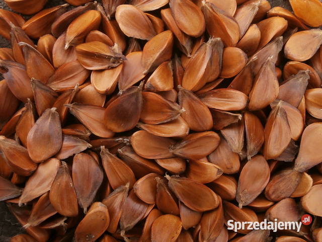 Sprzedam bukiew i żołędzie nasiona buku i dębu podkarpackie Rzeszów