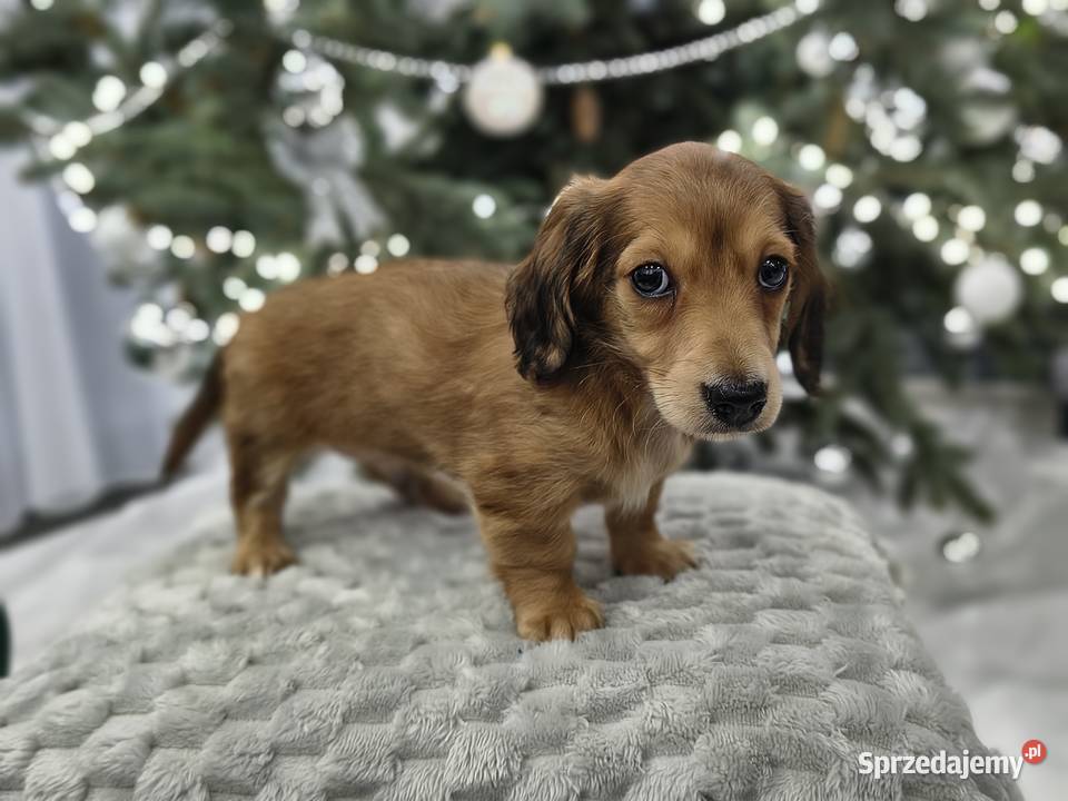 Jamnik długowłosy miniaturowy rudy gen kremowy łódzkie Żychlin