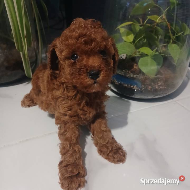Pudel Miniatura Red samica Lutoryż