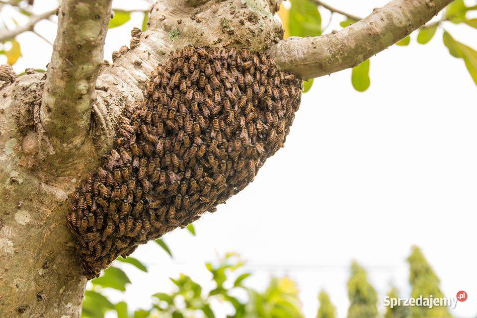 ROJE Rój Pszczół PSZCZOŁY Darmowo Usuniemy i Kraków