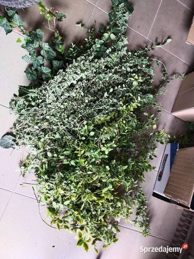 Trzmielina bluszcz zimnozielony Jaworzno