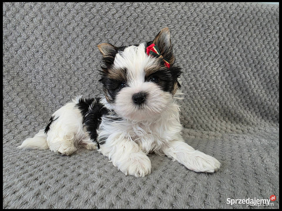 śliczne pieski Biewer York York Malbork