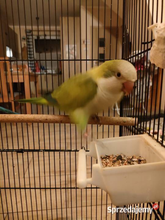Sprzedam klatkę i dwie Mnichy Nizinne Lulinek