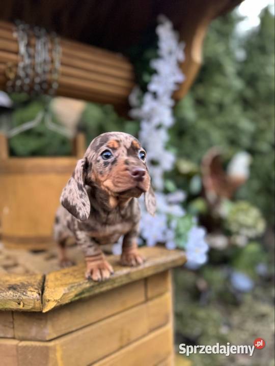 Wyjątkowa Sunia Jamnik miniaturowy Choco merle z sprzedam