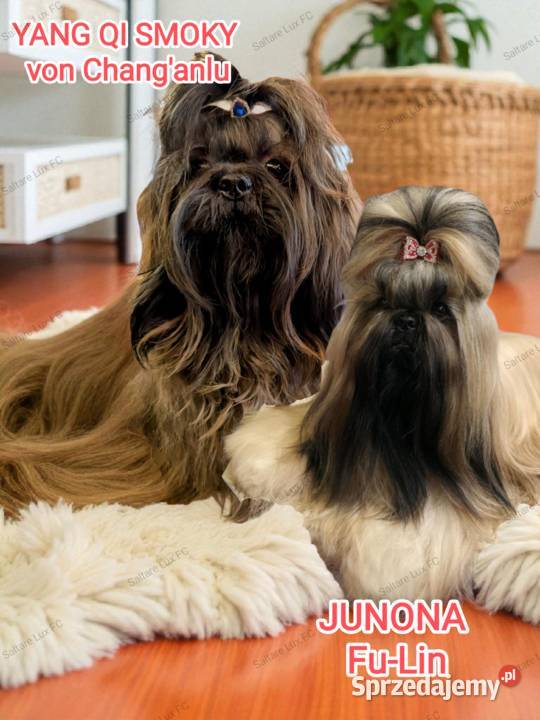 Shih tzu mała czekoladka kujawsko-pomorskie Bydgoszcz