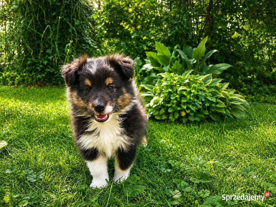 owczarek szetlandzki sheltie piesek blue merle Rudzica