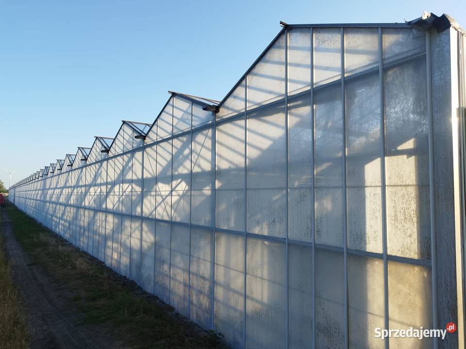 Szklarnia venlo holenderska holenderka szklarnie Częstochowa