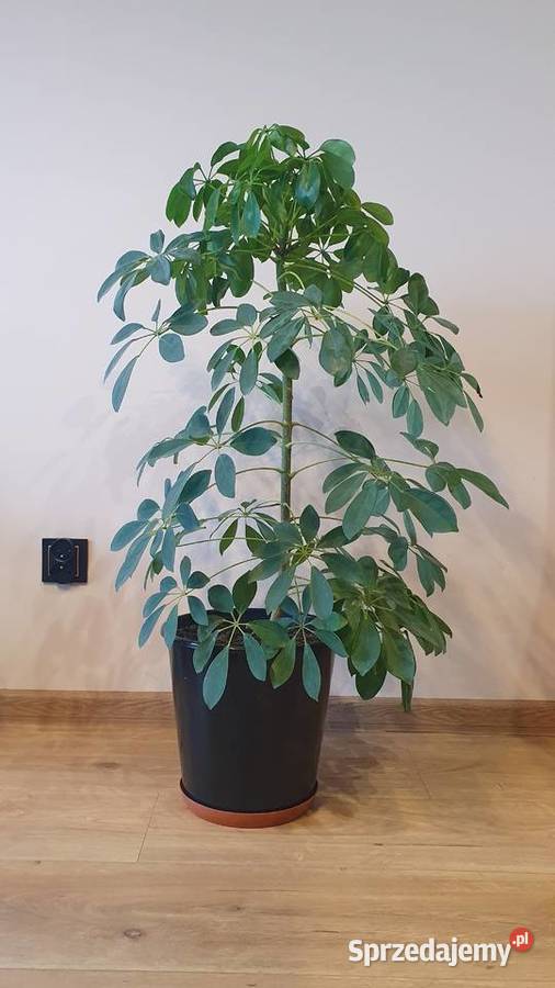 Szeflera drzewkowata doniczkowa śląskie