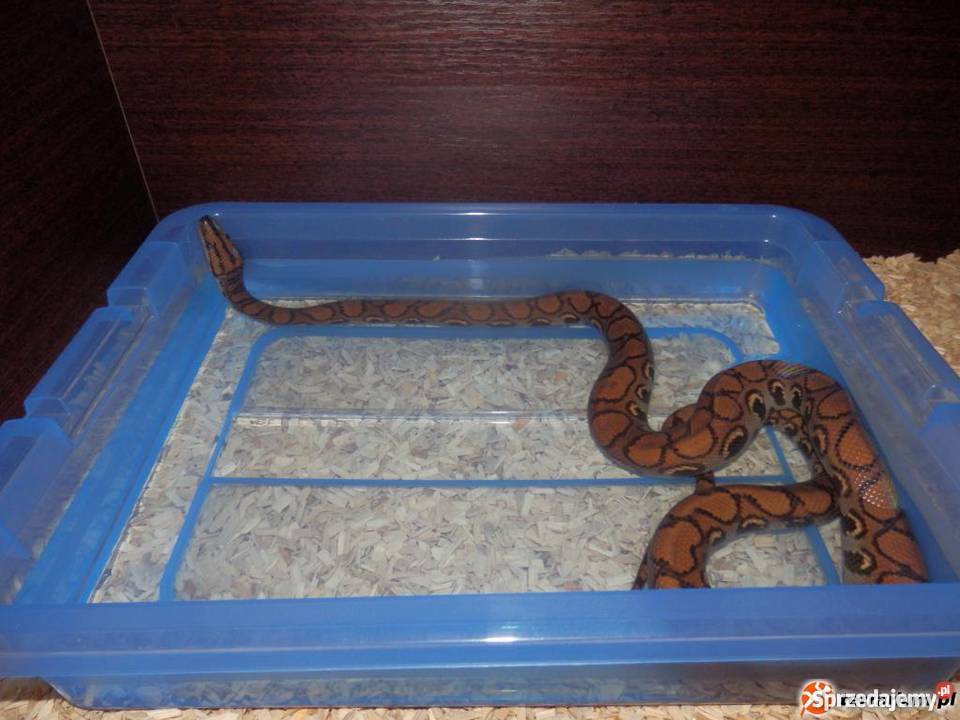 Boa tęczowy brazylijski Gdańsk