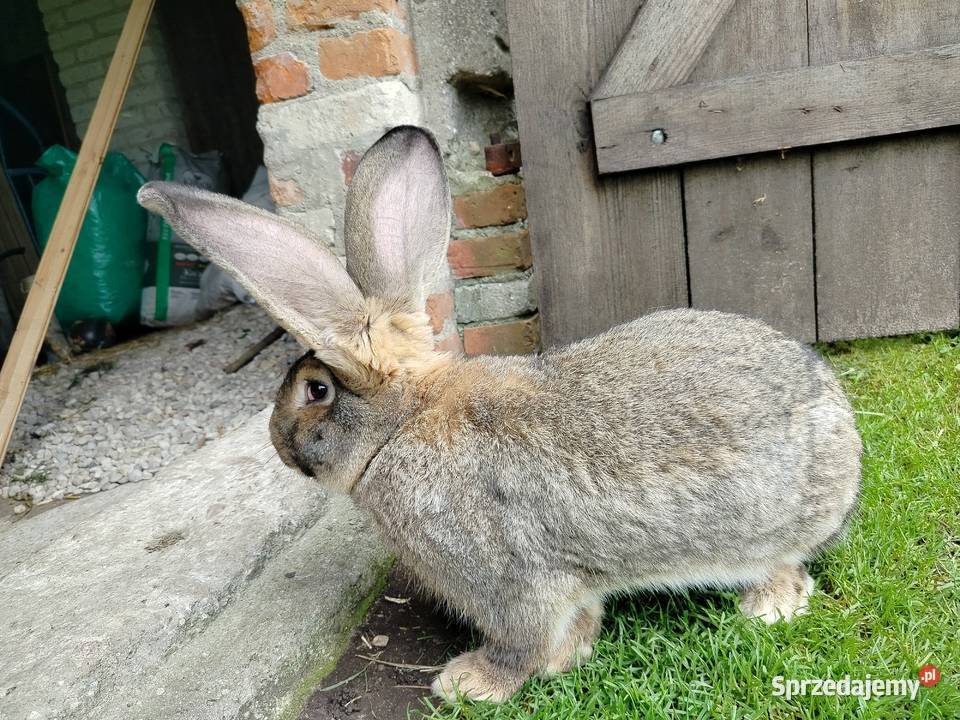 Królik olbrzym belgijski podlaskie