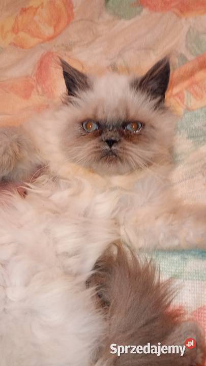 Kocięta persiki podlaskie Ciechanowiec sprzedam