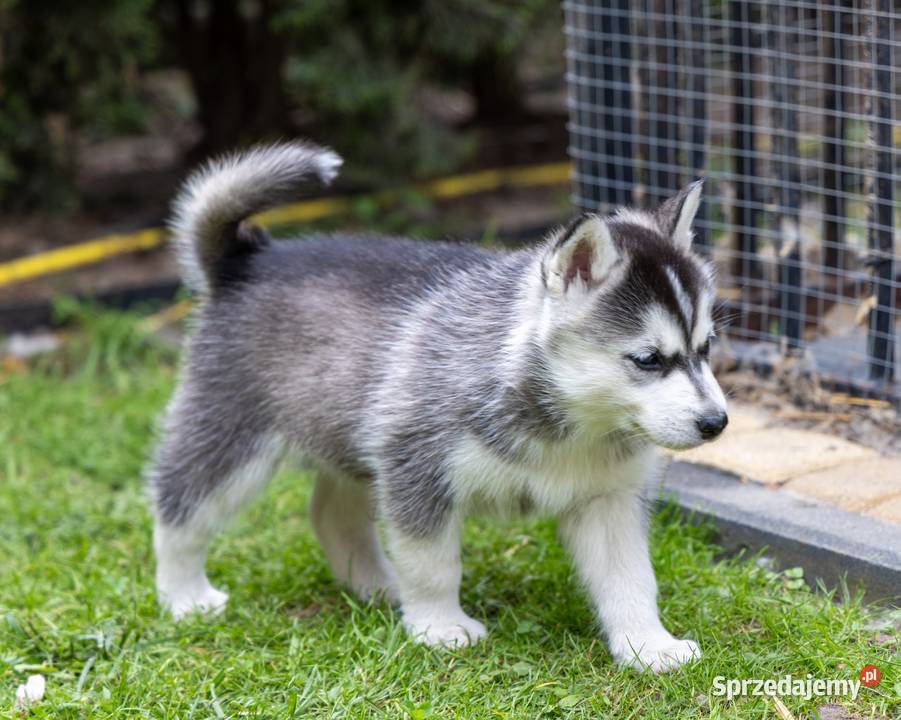 Piękna Sunia jasnoszara Siberian Husky szczenię Husky Wola Zarczycka