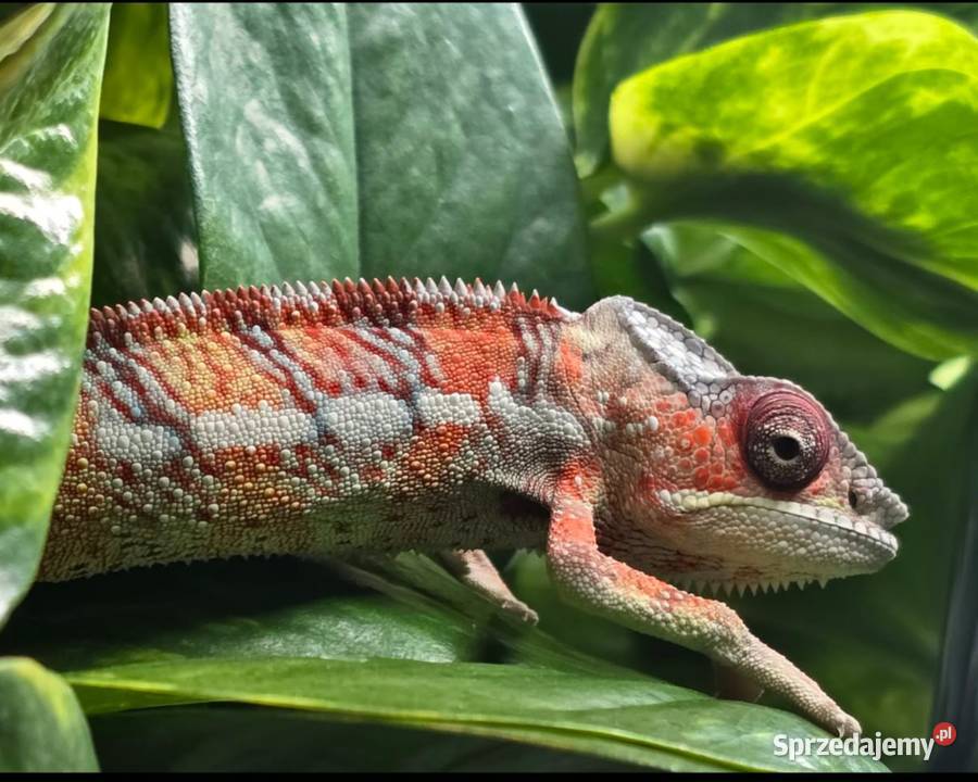 Kameleon lamparci samiec Kraków