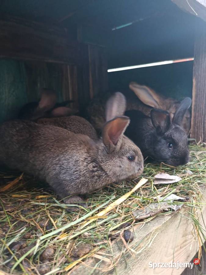 Króliki hodowlane Sieradz