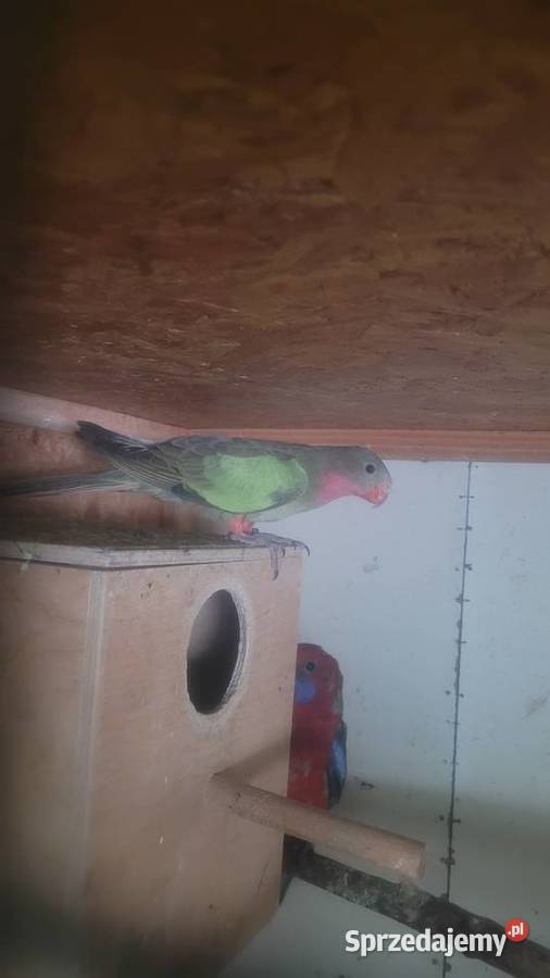 Ksiezniczka walli zielona samica małopolskie Wieliczka