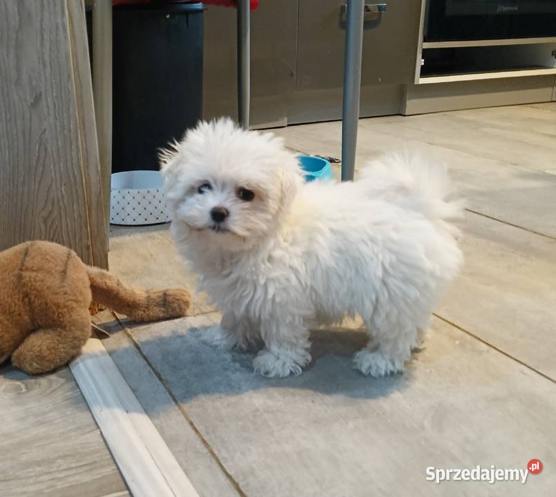 Maltańczyk Łukowa sprzedam