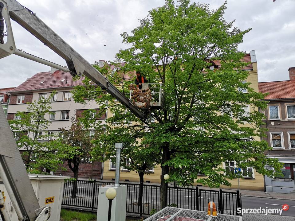Przygotowanie terenu inwestycji Wycinka drzew Zielona Góra