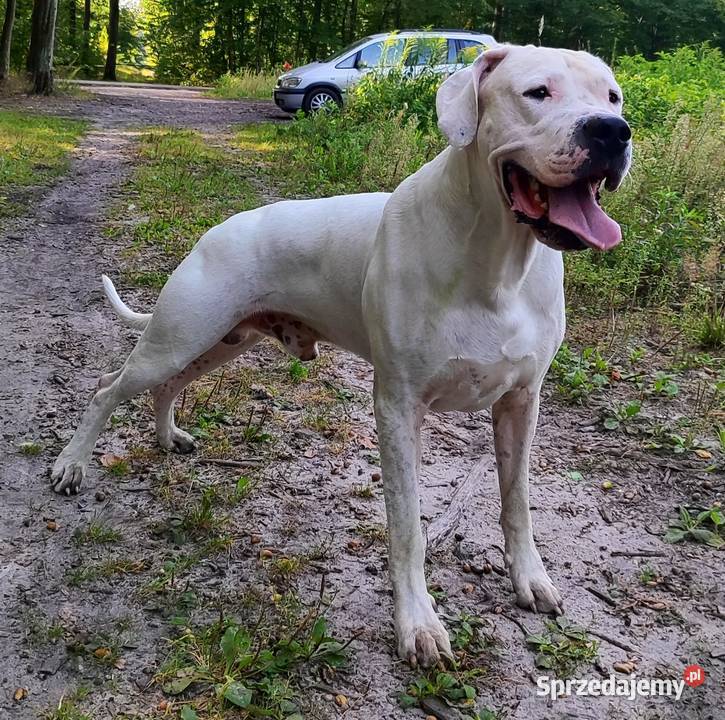 Dog Argentyński Krycie
