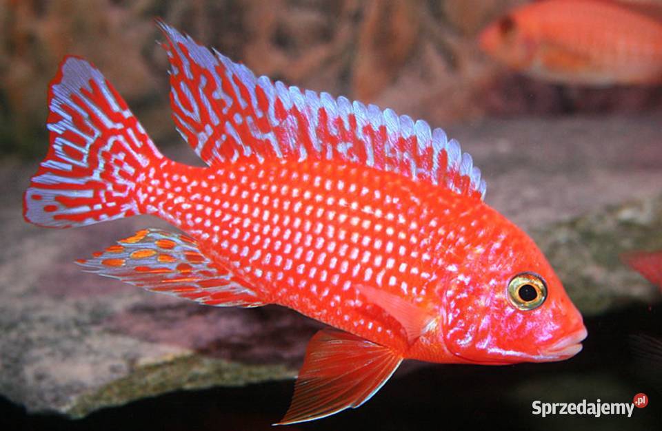 Aulonocara Fire Fish Pyszczak Pyszczaki KURIER