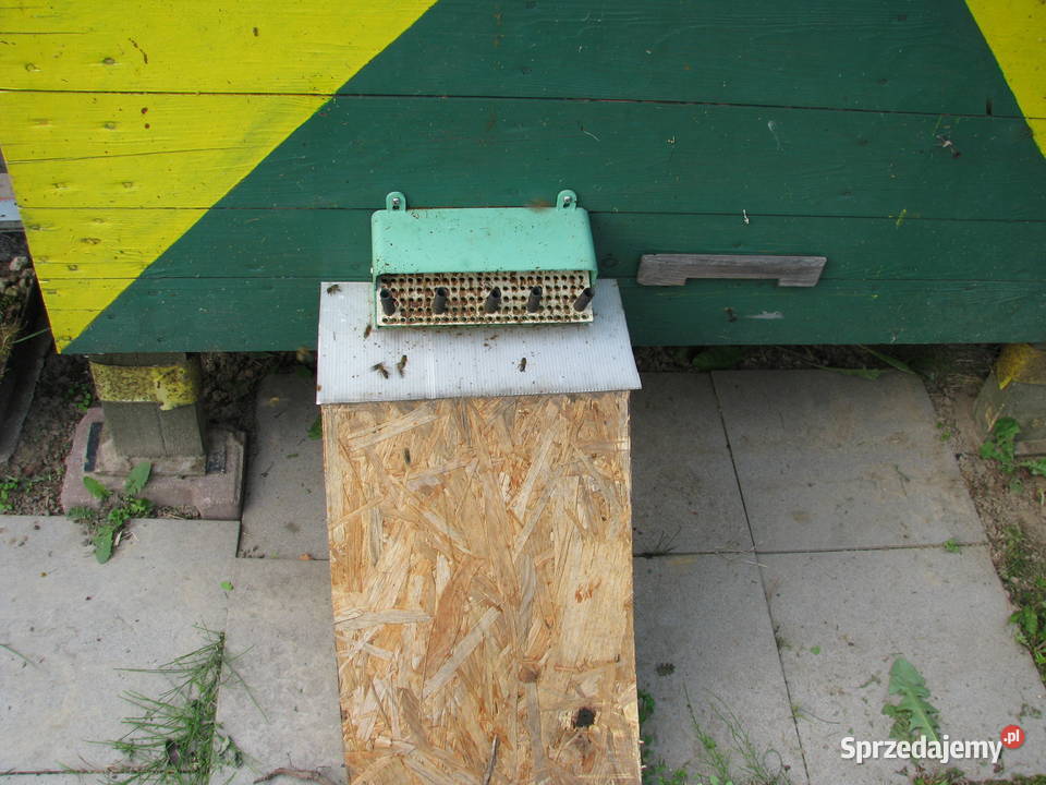 mini pasieka Olsztyn