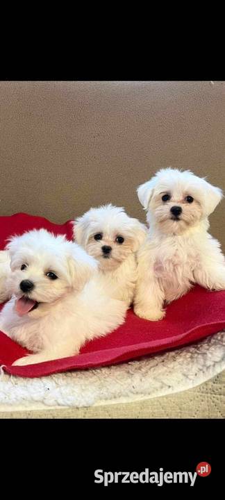 Maltańczyk maltanczyki Psy świętokrzyskie Łukowa