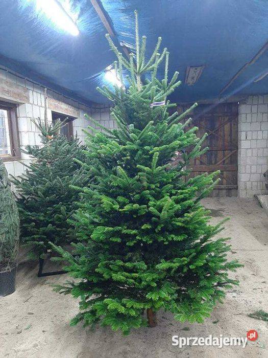 Choinki dowóz Producent