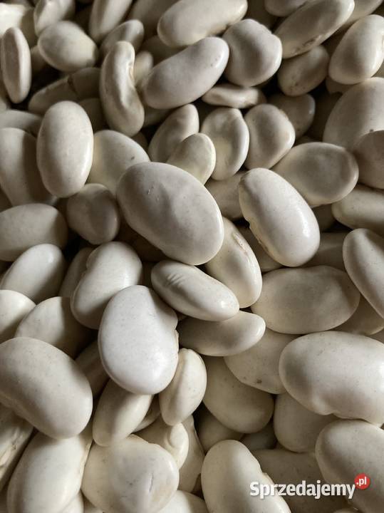 Fasola tyczna nasiona lubelskie sprzedam