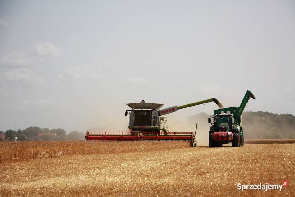 Sprzedaż gruntów rolnych 4455ha Bodzanów Nowy Sprzedaż Nowy Świętów