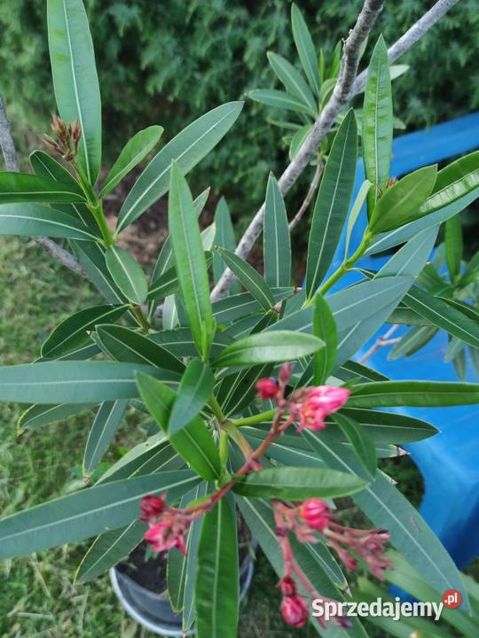 kwitnący smukły oleander 175 Józefów