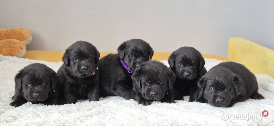 Labrador retriever czarny piesek Pasztowa Wola