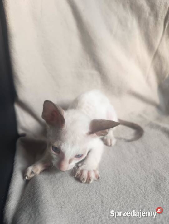 Kot kotka kociaki cornish rex devon rex HodUrok Warszawa