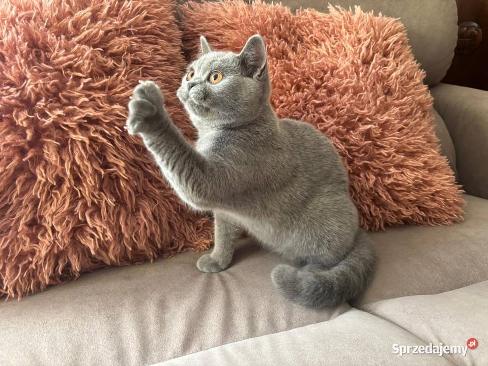 Kocięta brytyjskie z rodowodem FPL Kraków