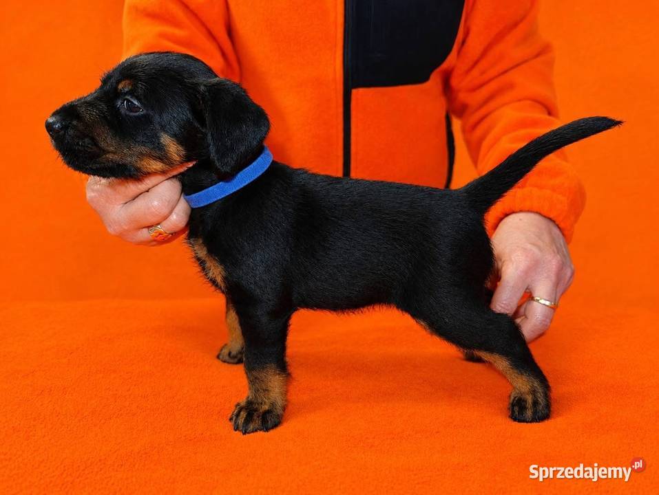 Terrier Niemiecki ZKwP Sieradz