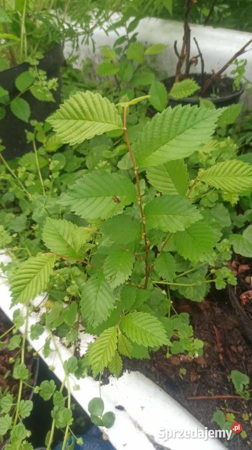 Wiąz sadzonki Liściaste wielkopolskie Słupca