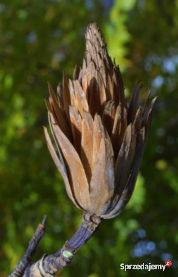Tulipanowiec amerykański Liriodendron tulipifera