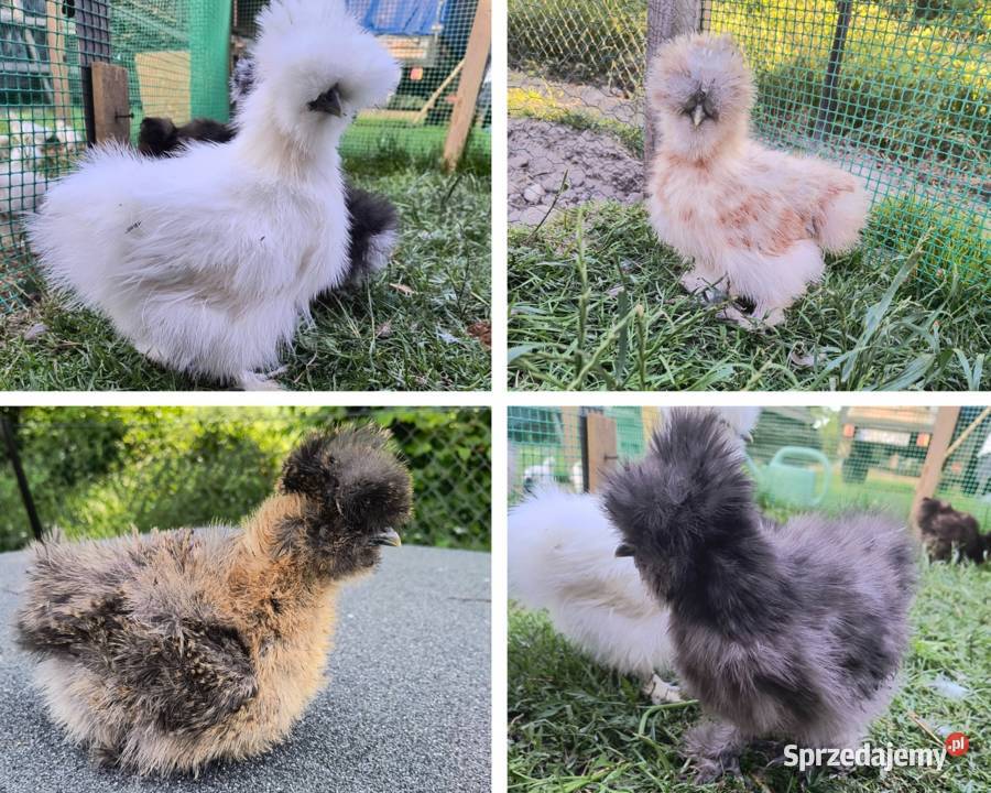 Silki USA młode kura kury kogut silka kurczęta Lubaczów