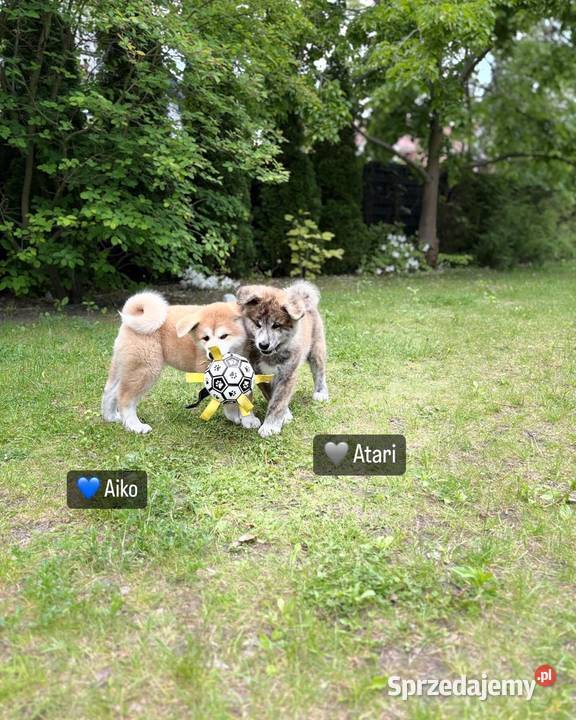 Aiko cudowny szczeniak czerwona suczka Akita Inu Kuleszówka