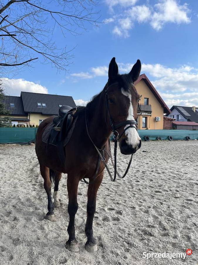 Klacz 13 lat Rzuchowa sprzedam