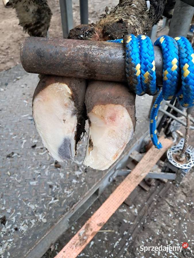 Peofesionalna korekcja racic